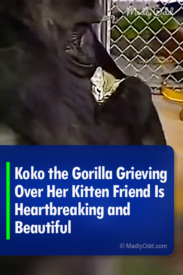 Koko the Gorilla Grieving Over Her Kitten Friend Is Heartbreaking and Beautiful