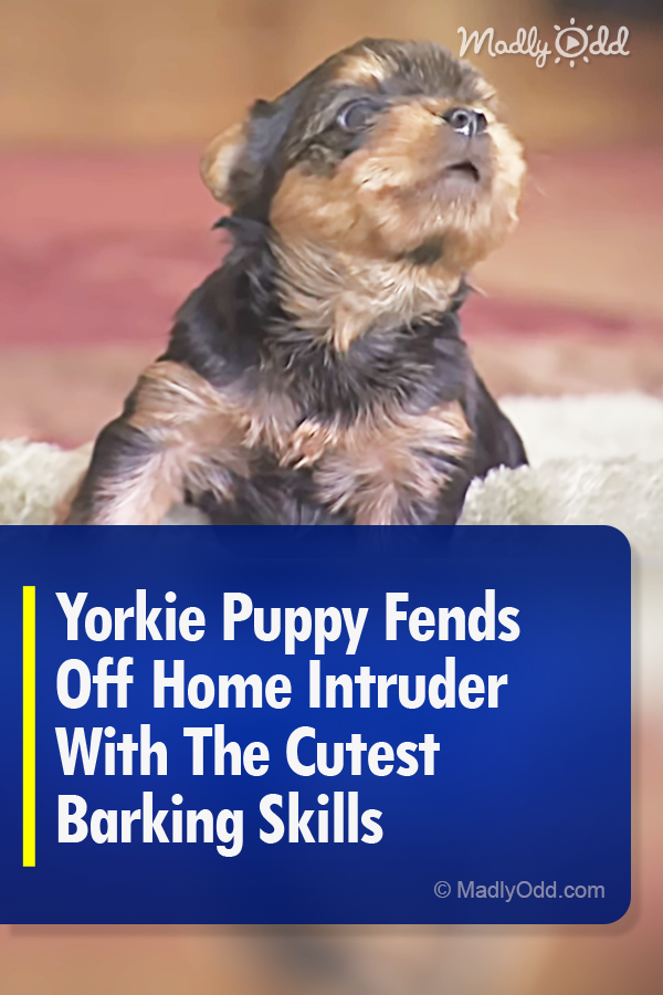 Yorkie Puppy Fends Off Home Intruder With The Cutest Barking Skills