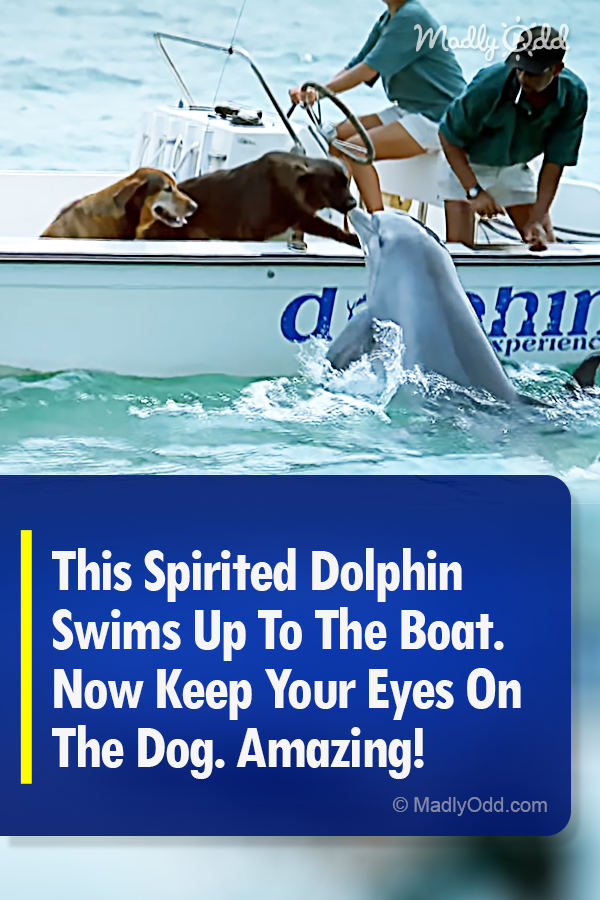 This Spirited Dolphin Swims Up To The Boat. Now Keep Your Eyes On The Dog. Amazing!