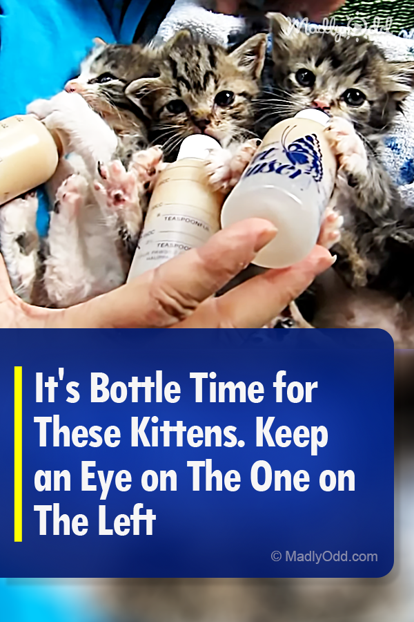 It\'s Bottle Time for These Kittens. Keep an Eye on The One on The Left