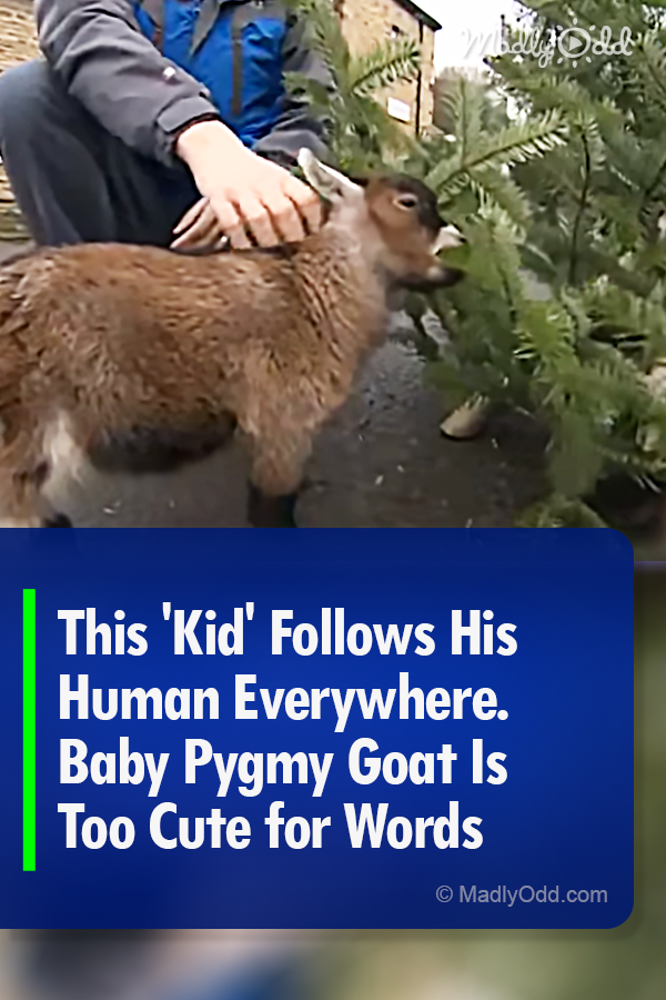 This \'Kid\' Follows His Human Everywhere. Baby Pygmy Goat Is Too Cute for Words