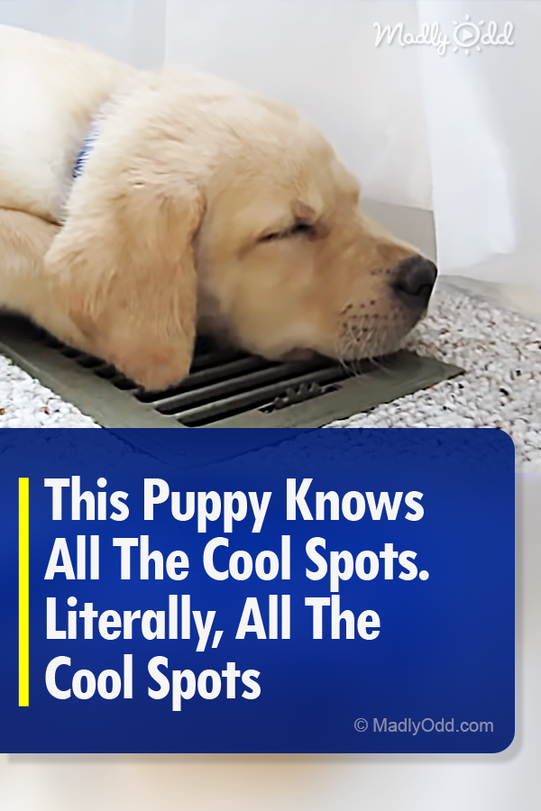This Puppy Knows All The Cool Spots. Literally, All The Cool Spots