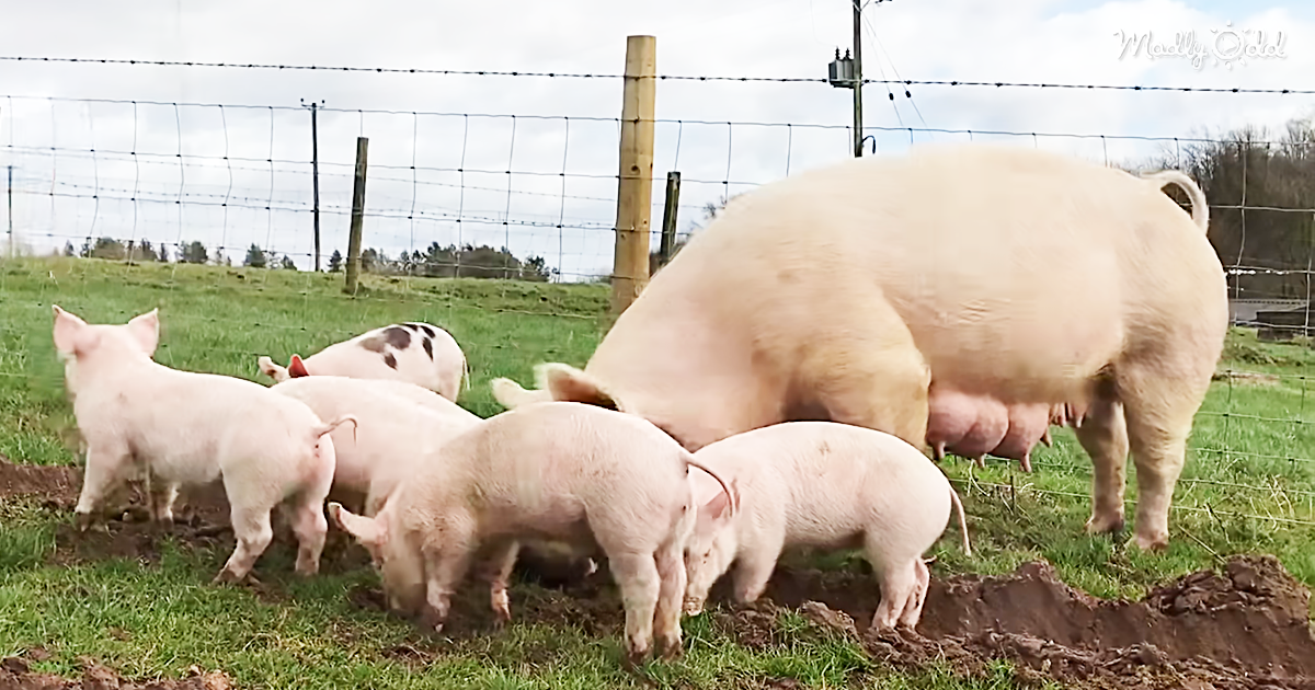 21495-OG2-A-Mother-Pig-Takes-Her-Six-Piglets-Outside-for-Very-First-Time