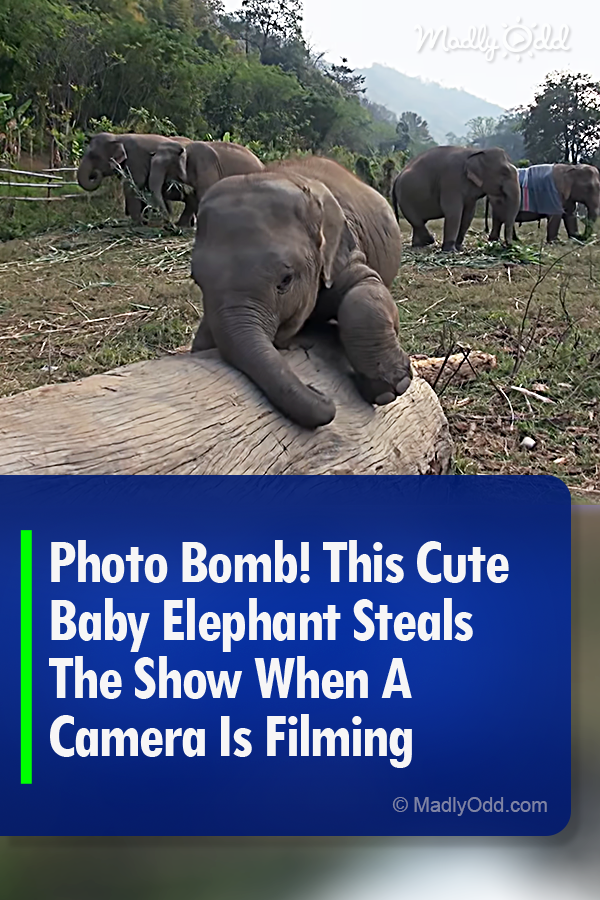 Photo Bomb! This Cute Baby Elephant Steals The Show When A Camera Is Filming