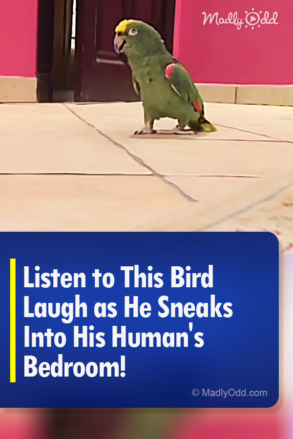 Listen to This Bird Laugh as He Sneaks Into His Human\'s Bedroom!