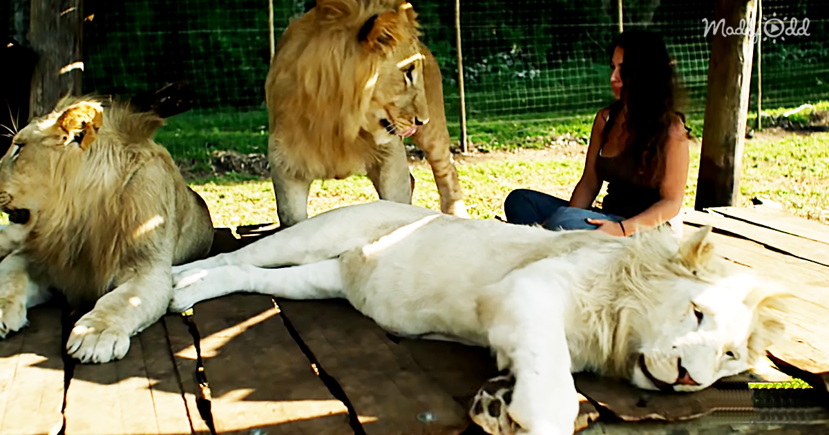 Or Lazmi Has Raised These Lions Since They Were Cubs Now They Treat Her As Their Leader