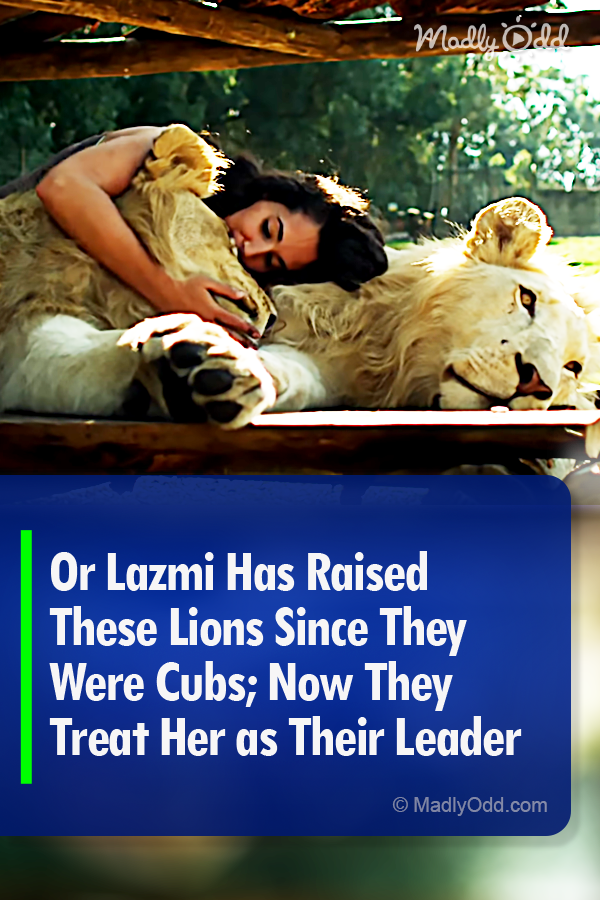 Or Lazmi Has Raised These Lions Since They Were Cubs; Now They Treat Her as Their Leader