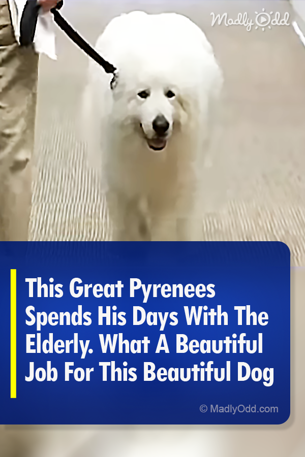This Great Pyrenees Spends His Days With The Elderly. What A Beautiful Job For This Beautiful Dog