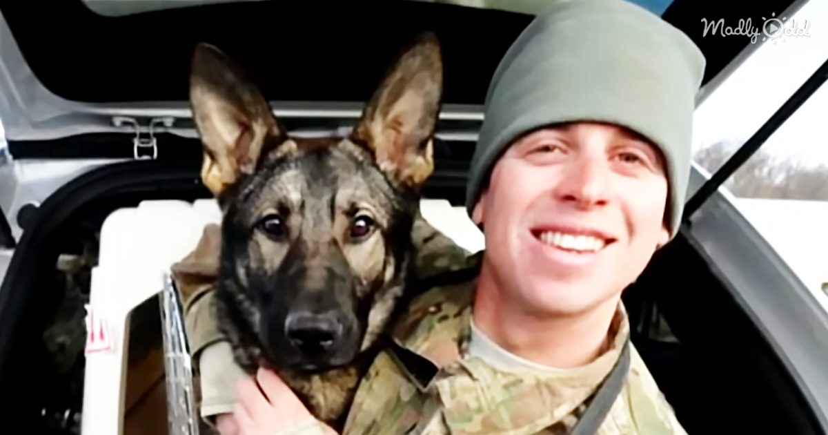 24123-OG3-After-17-Months-Languishing-in-a-Kennel,-This-Army-Dog-Is-Reunited-with-His-Best-Friend