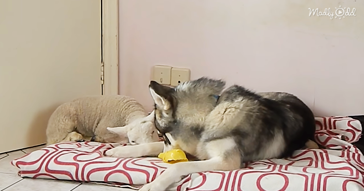 24671-OG1-It-Is-Nap-Time-for-This-Husky-and-Lamb-Precious
