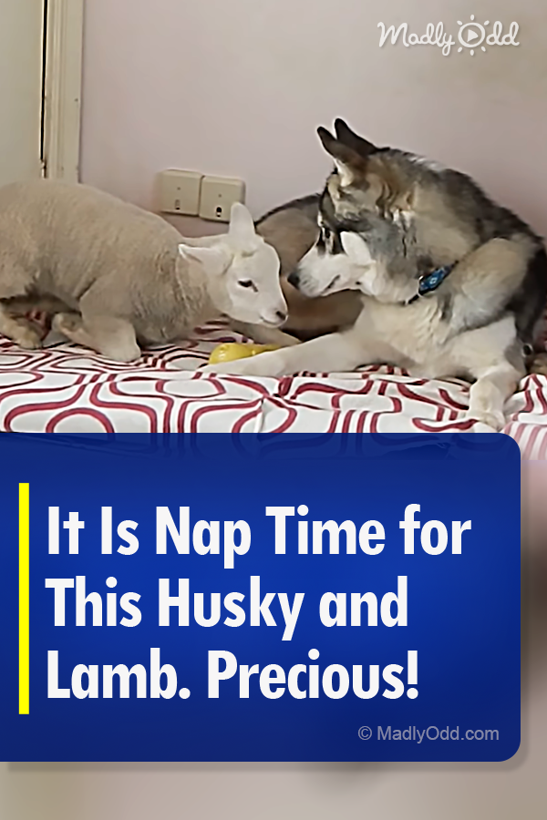 It Is Nap Time for This Husky and Lamb. Precious!