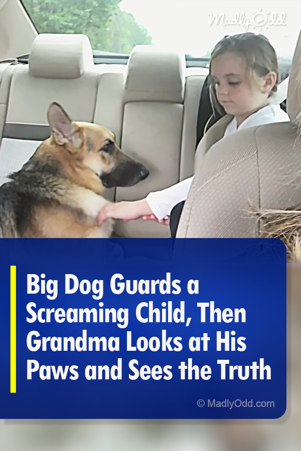 Big Dog Guards a Screaming Child, Then Grandma Looks at His Paws and Sees the Truth