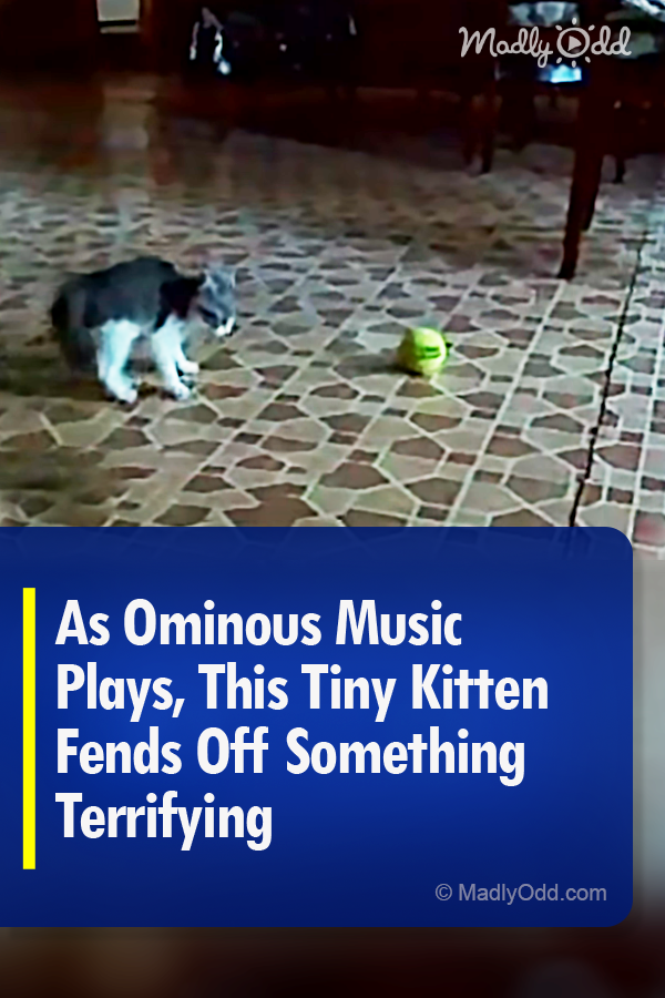 As Ominous Music Plays, This Tiny Kitten Fends Off Something Terrifying