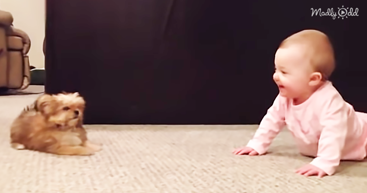 24793-OG2-Baby-Girl-Meets-Her-New-Yorkie-Puppy-and-The-Video-Is-Melting-Everyone’s-Hearts