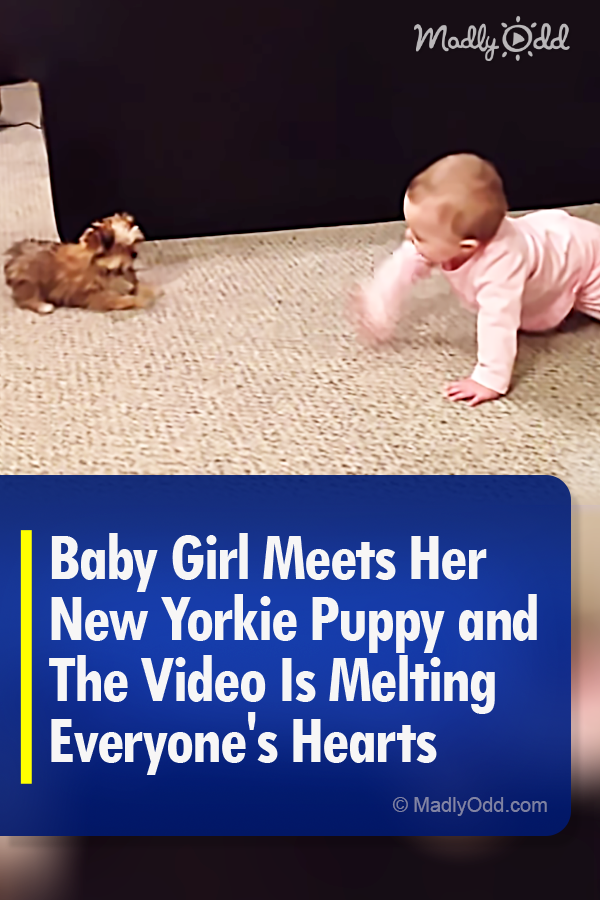 Baby Girl Meets Her New Yorkie Puppy and The Video Is Melting Everyone\'s Hearts