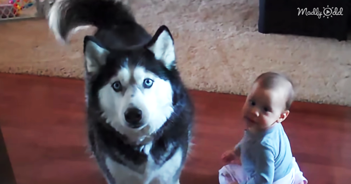 24914-OG1-A-Baby-and-Her-Husky-Were-Having-a-Conversation-–-Mom-Grabbed-the-Camera-and-Recorded-It-All
