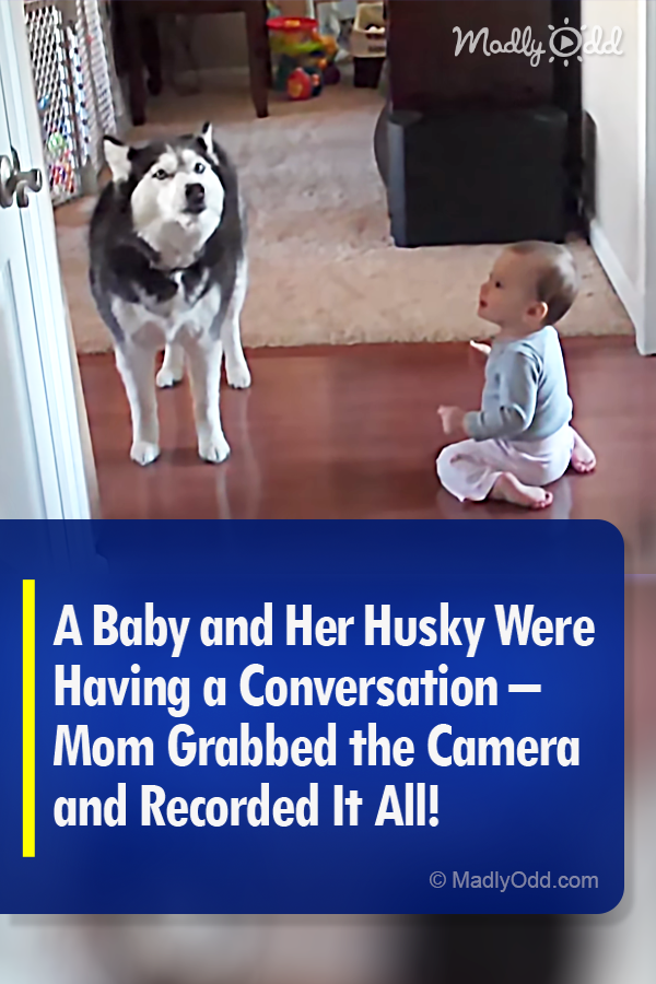 A Baby and Her Husky Were Having a Conversation – Mom Grabbed the Camera and Recorded It All!