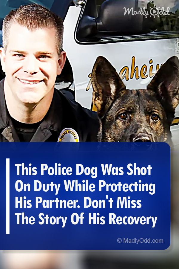 This Police Dog Was Shot On Duty While Protecting His Partner. Don\'t Miss The Story Of His Recovery