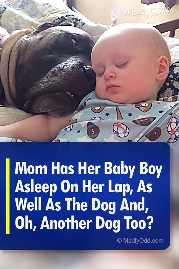 Mom Has Her Baby Boy Asleep On Her Lap, As Well As The Dog And, Oh, Another Dog Too?