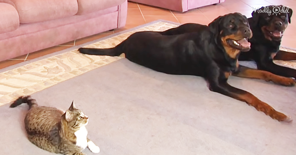 25427-OG1-He-Asks-His-Dogs-to-Roll-Over.-Then-the-Cat-Joined-in-On-the-Training