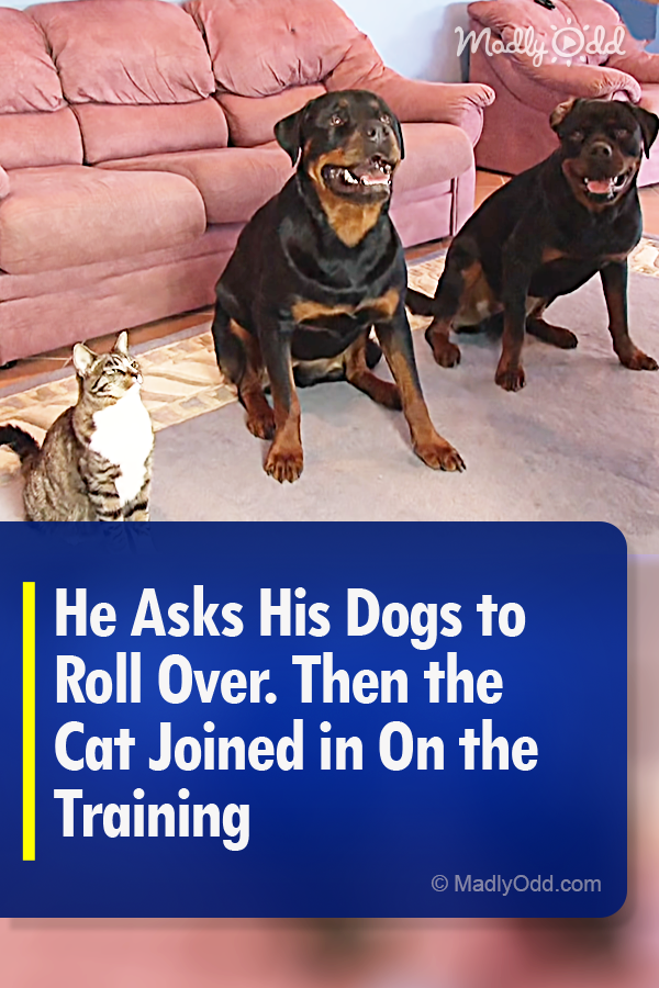 He Asks His Dogs to Roll Over. Then the Cat Joined in On the Training