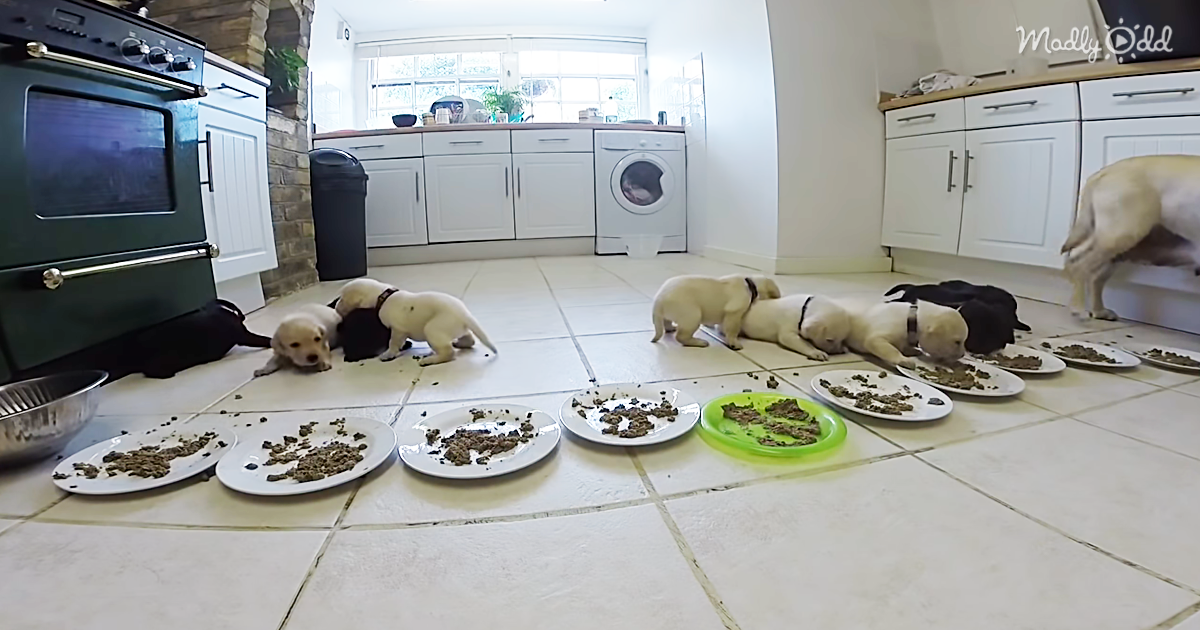25588-OG2-Ten-Labrador-Puppies-Are-Having-Their-First-Solid-Meal-Resulting-In-Adorable-Chaos