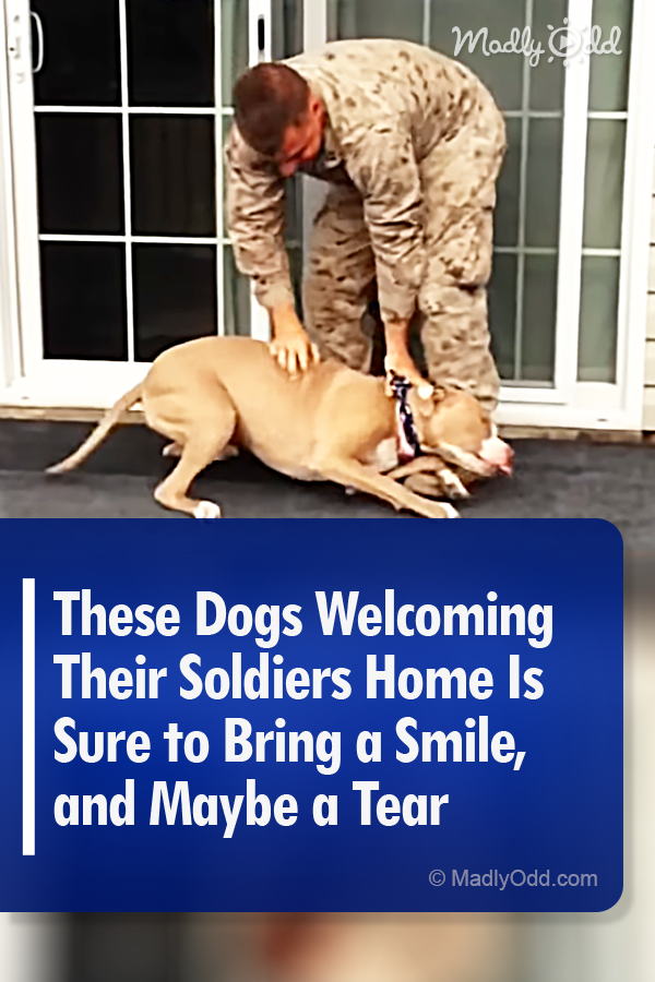These Dogs Welcoming Their Soldiers Home Is Sure to Bring a Smile, and Maybe a Tear