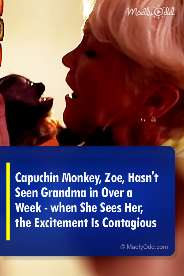 Capuchin Monkey, Zoey, Hasn\'t Seen Grandma in Over a Week - when She Sees Her, the Excitement Is Contagious
