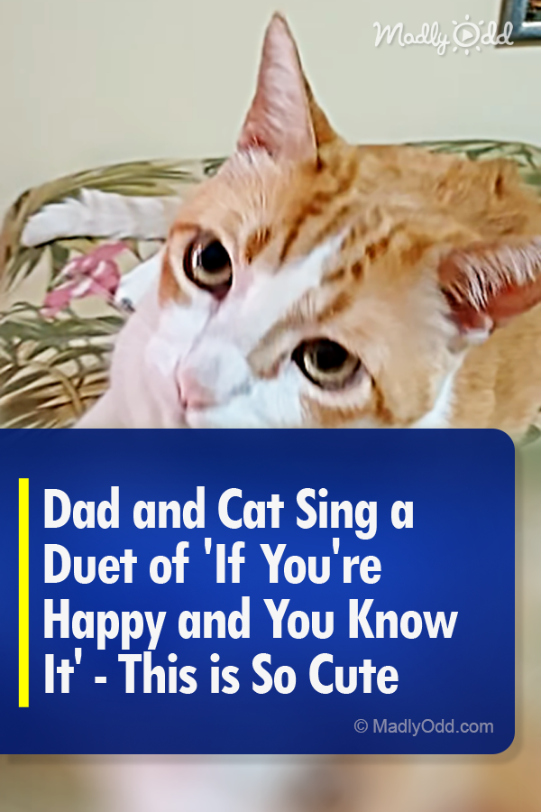 Dad and Cat Sing a Duet of \'If You\'re Happy and You Know It\' - This is So Cute