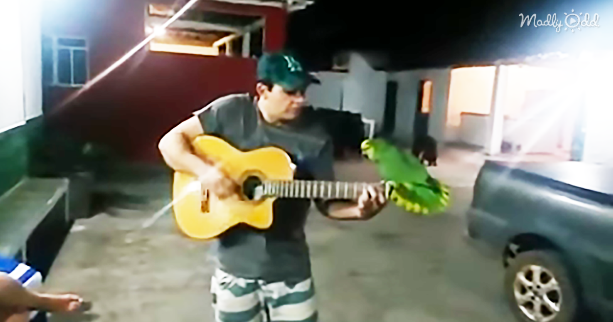 29155-OG1-Guitarist-&-His-Parrot-Shock-Everyone-when-They-Start-Jamming-on-The-Middle-of-The-Streets