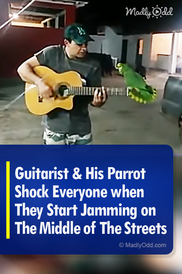 Guitarist & His Parrot Shock Everyone when They Start Jamming on The Middle of The Streets