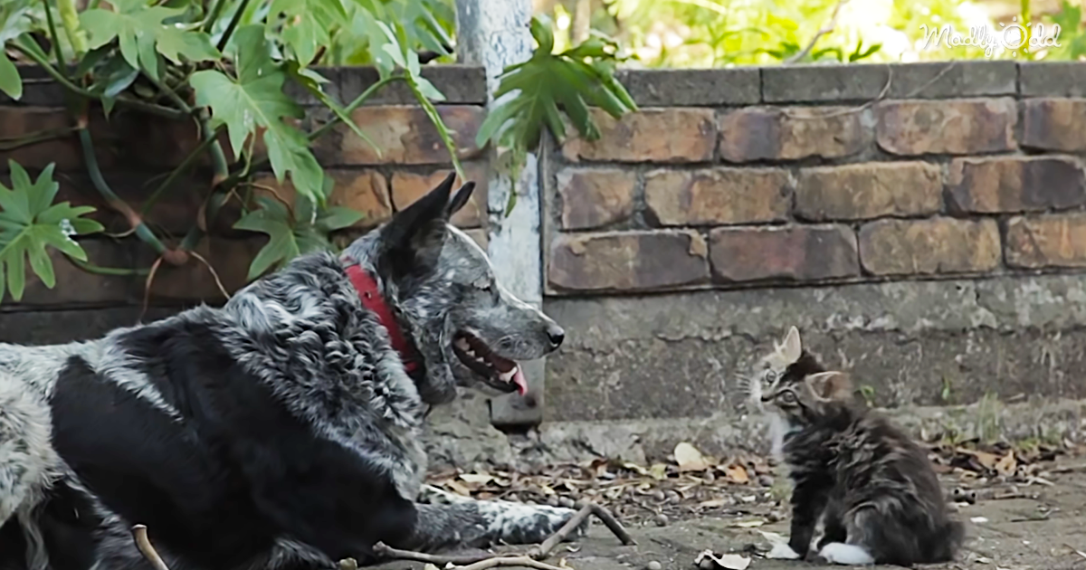 2920-OG2-Dog-Becomes-Protector-of-Special-Needs-Kitten.-This-Is-the-Cutest-Video-You-Will-Watch-Today