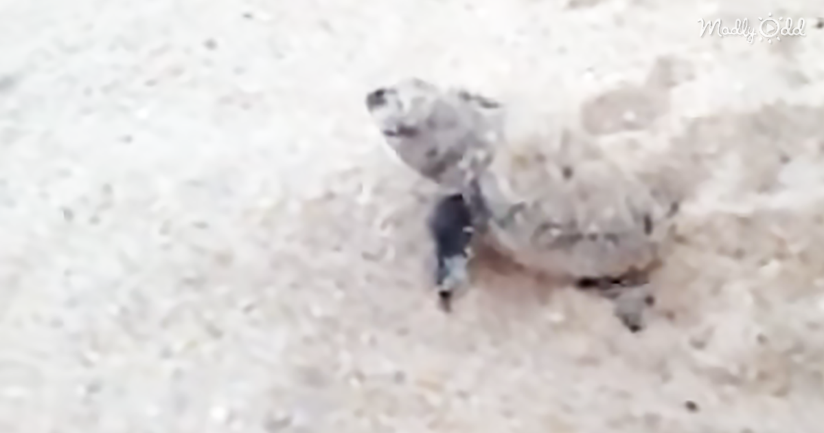 29451-OG3-Stunning-Footage-of-Leatherback-Turtles-Hatching-So-hypnotic