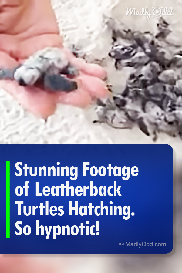Stunning Footage of Leatherback Turtles Hatching. So hypnotic!