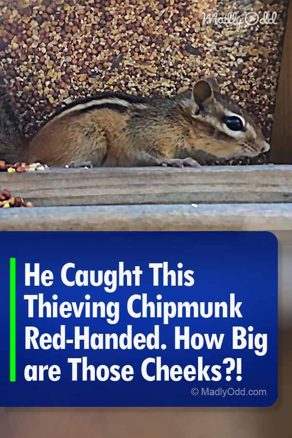 He Caught This Thieving Chipmunk Red-Handed. How Big are Those Cheeks?!