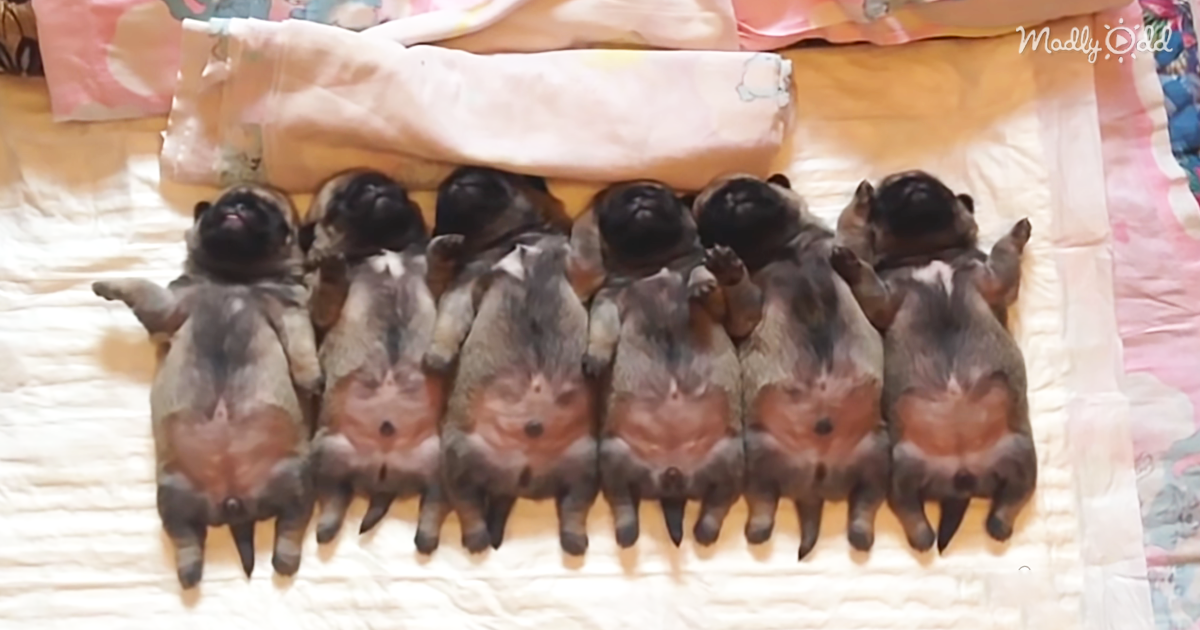 2949-OG1-Sweet-Dreams!-Watch-These-6-Adorable-Pug-Puppies-Snooze-&-Snore-In-Unison