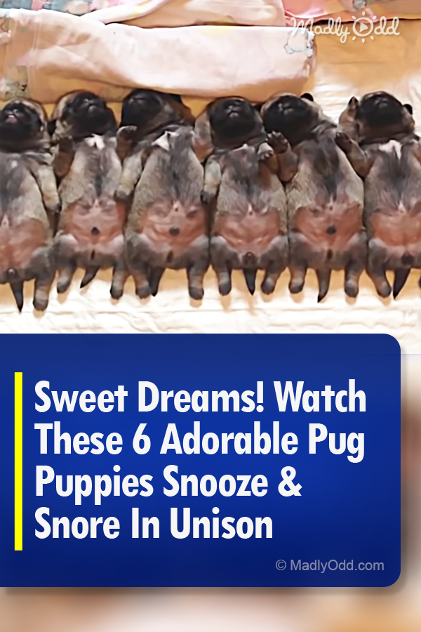 Sweet Dreams! Watch These 6 Adorable Pug Puppies Snooze & Snore In Unison