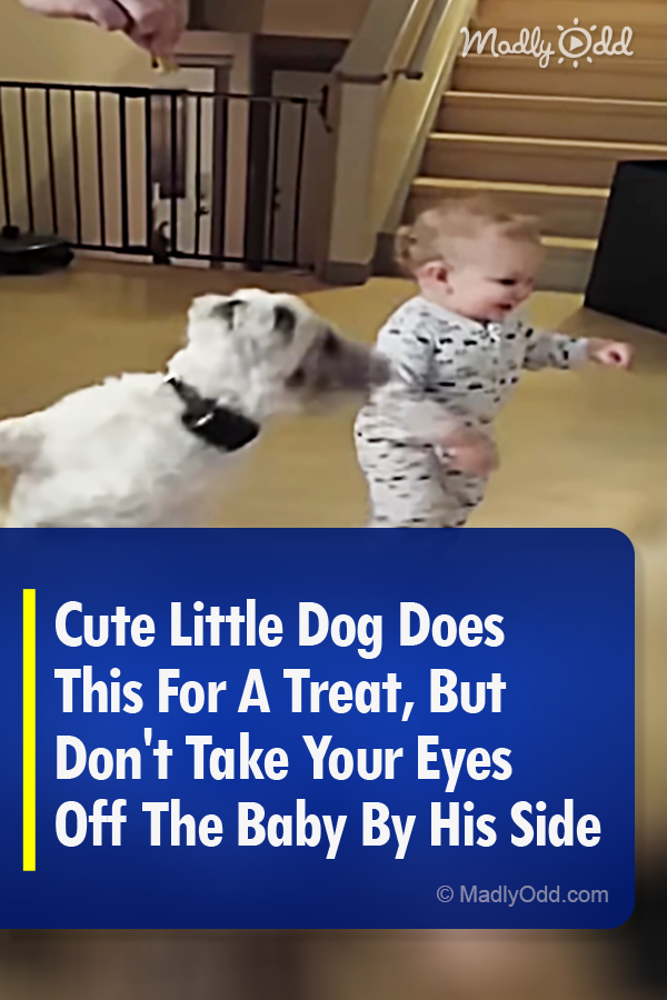 Cute Little Dog Does This For A Treat, But Don\'t Take Your Eyes Off The Baby By His Side
