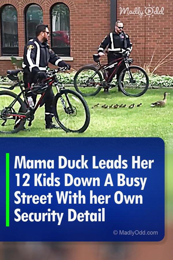 Mama Duck Leads Her 12 Kids Down A Busy Street With her Own Security Detail
