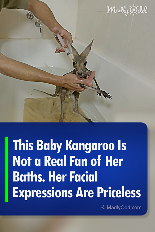 This Baby Kangaroo Is Not a Real Fan of Her Baths. Her Facial Expressions Are Priceless