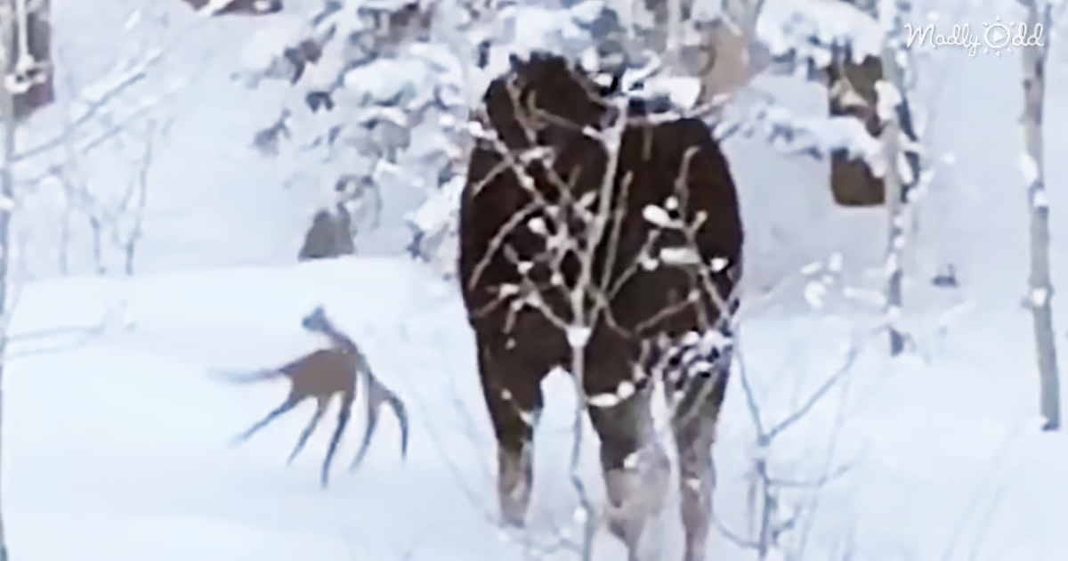 29680-OG2-They-Filmed-a-Moose-Bull-Shedding-His-Antler-and-It-Is-Amazing