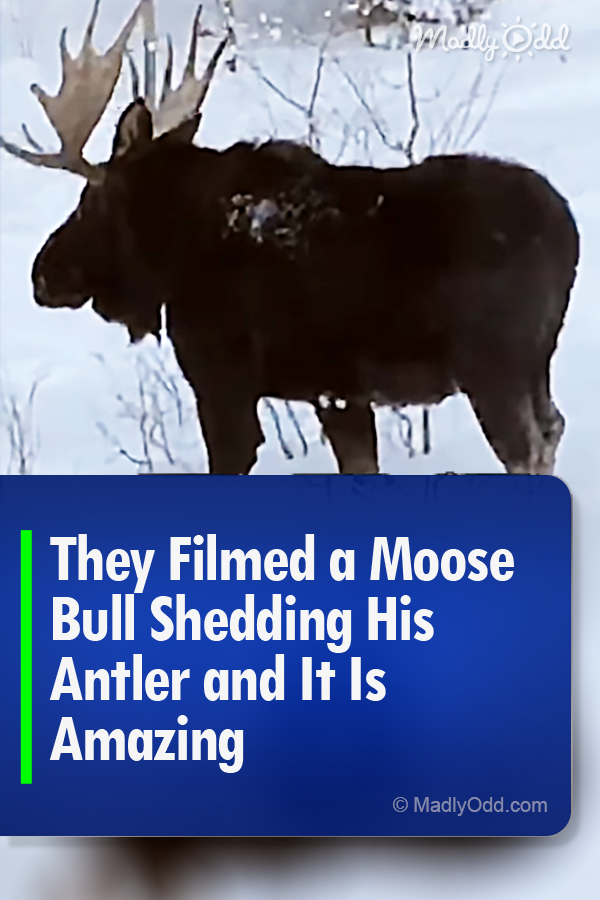They Filmed a Moose Bull Shedding His Antler and It Is Amazing