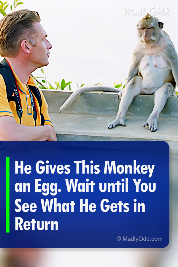 He Gives This Monkey an Egg. Wait until You See What He Gets in Return