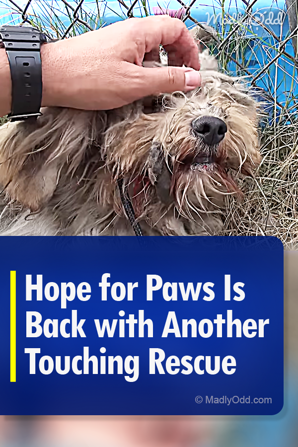 Hope for Paws Is Back with Another Touching Rescue