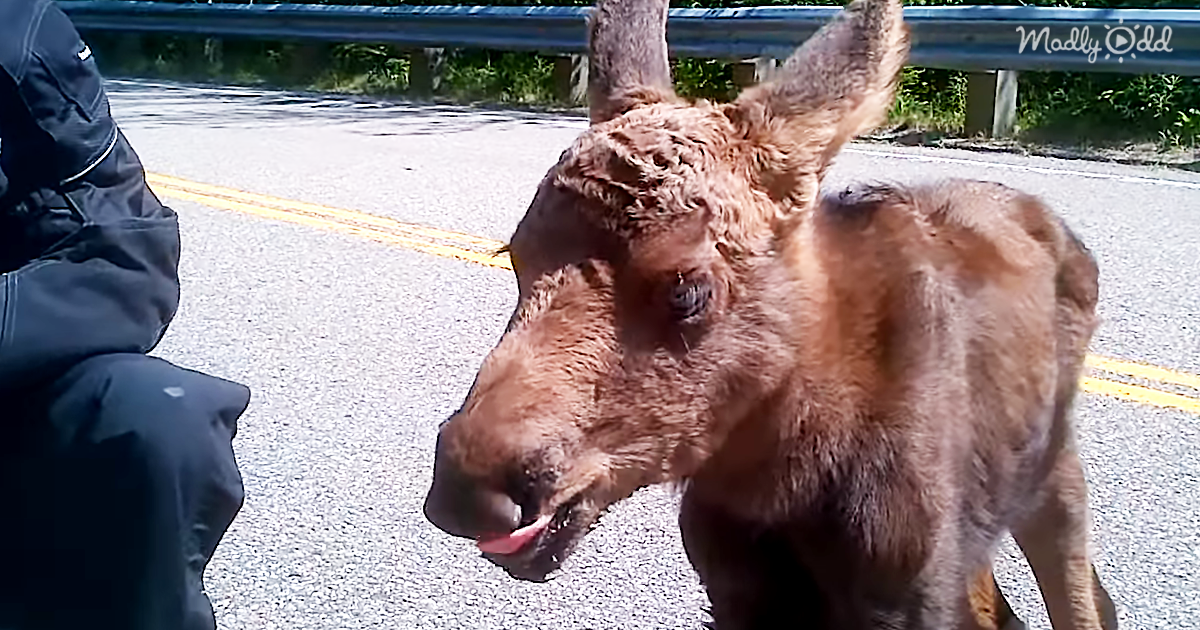 30099-OG1-They-Saw-a-Stranded-Baby-Moose-on-The-Highway.-What-These-Bikers-Did-Moved-My-Heart