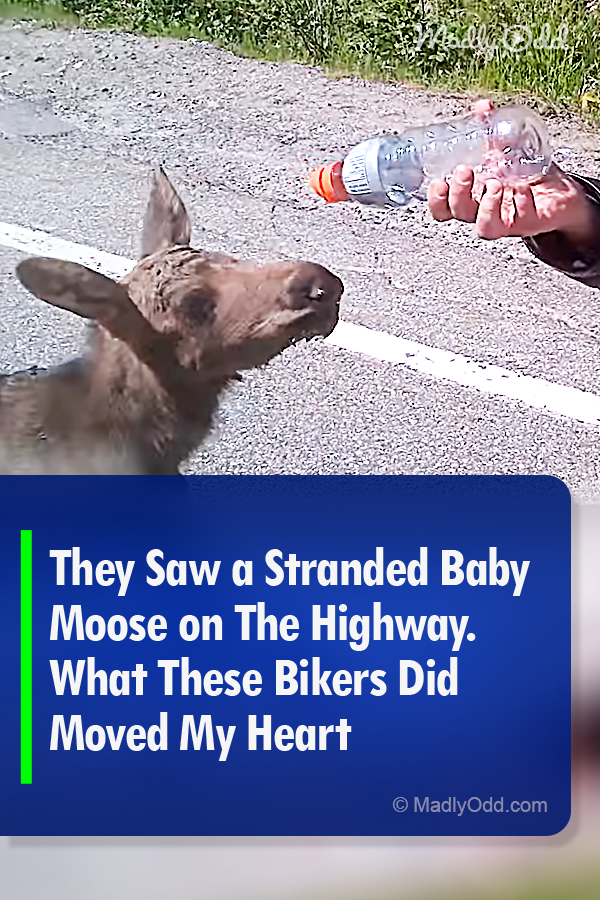 They Saw a Stranded Baby Moose on The Highway. What These Bikers Did Moved My Heart