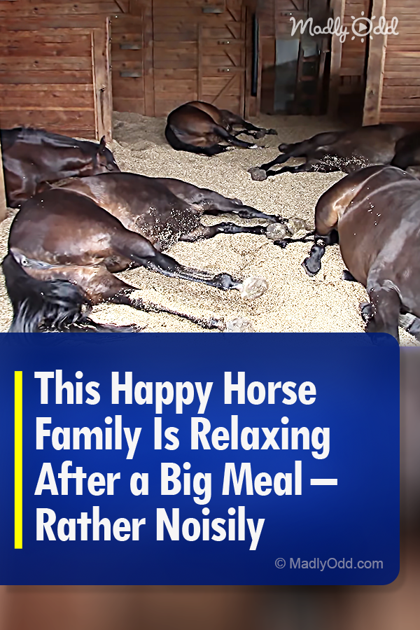 This Happy Horse Family Is Relaxing After a Big Meal – Rather Noisily