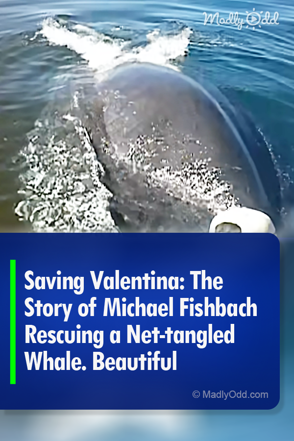 Saving Valentina: The Story of Michael Fishbach Rescuing a Net-tangled Whale. Beautiful