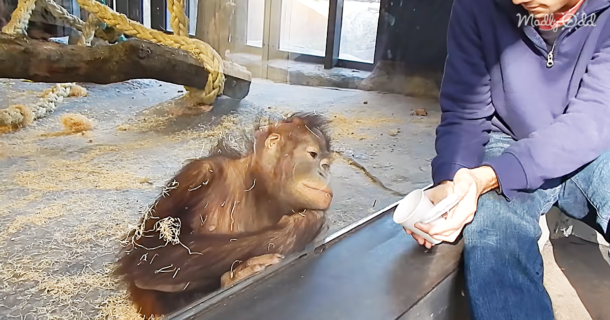 Orangutan Sees A Magic Trick & Starts Rolling On The Floor In Hysterics
