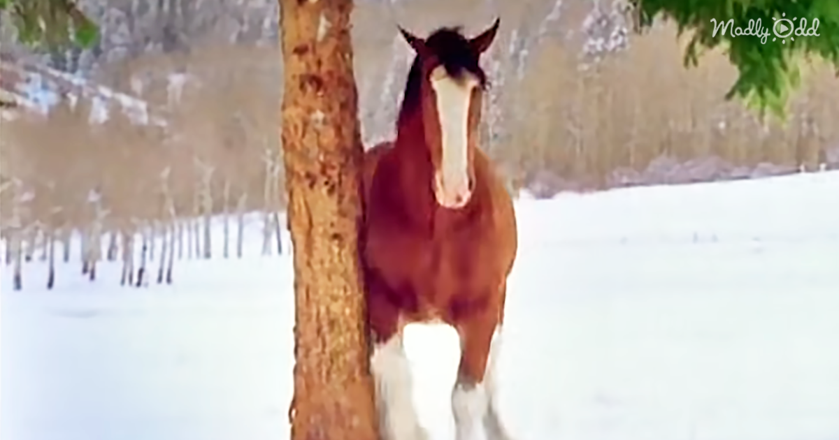 30832-OG1-Clydesdales-Having-A-Snowball-Fight-You-Won’t-Believe-Your-Eyes